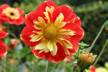 Halskrausendahlie rot-gelb