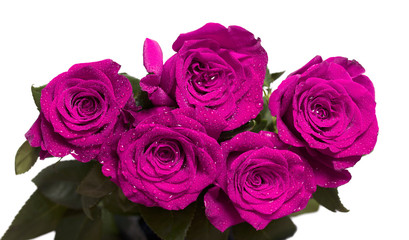 Five violet roses with water drops on petals