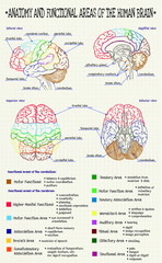 anatomy of the human brain
