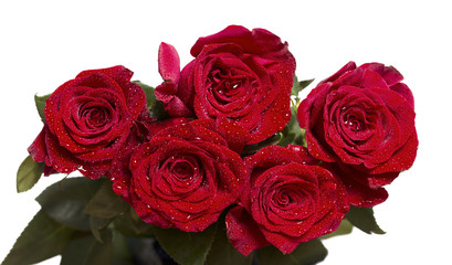 Five dark red roses with water drops on petals