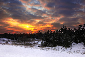Fototapeta na wymiar winter sunrise with fiery skies in the pine forest