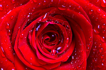 The middle of a red rose with water drops on petals