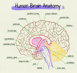 the anatomy of the human brain side view