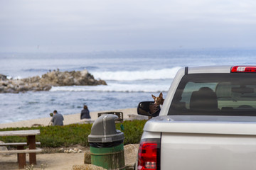 Fototapeta na wymiar Small dog poking his head out of a car window in Monterey bay, California
