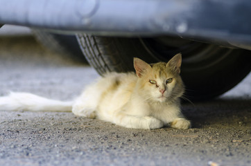 wild honey cat laying under a car