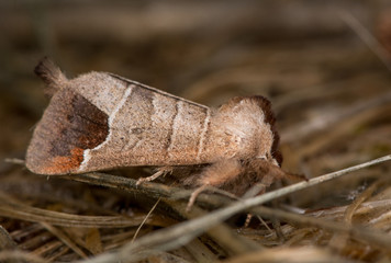 Chocolate tip moth (Clostera curtula). A moth in the family Notodontidae amongst dead grass
