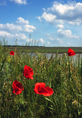 Wild poppies in a field on a background of the clouds