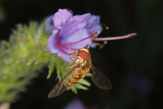 Hoverfly (Helophilus pendulus)