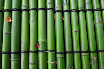 Fototapeta na wymiar green bamboo with red maple leaf