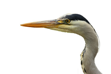 Freigestelltes Portrait eines Graureihers (Ardea cinerea)