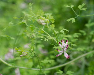 Common fumitory (Fumaria officinalis) in flower. A scrambling annual plant in the poppy family Papaveraceae with purple and white flowers
