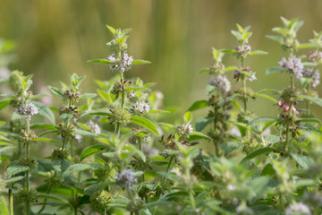 Corn mint (Mentha arvensis) in flower. A wild mint plant flowering in the family Lamiaceae
