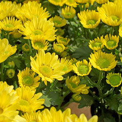 beautiful yellow chrysanthemum