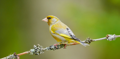 Obraz premium Beautiful male Greenfinch