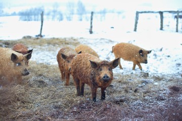 Group of young mangalitsa pigs in the winter on the snow. The brood is developed from older types of Hungarian pig crossed with the wild boar and serbian breed in Austro Hungary in 19th century.