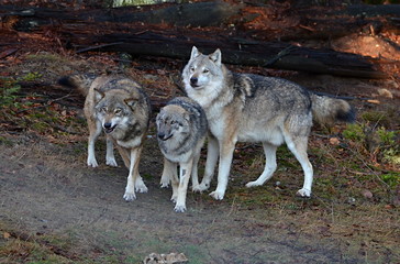 Naklejka premium three wolves