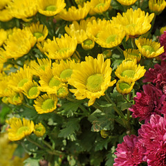 beautiful yellow and magenta chrysanthemum