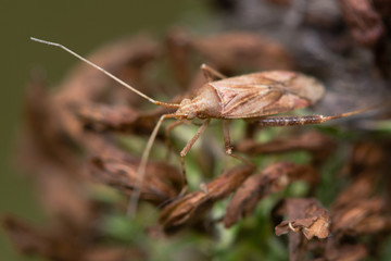 Phytocoris varipes Mirid bug. This genus in the family Miridae is distinctive, this true bug showing the long first antennal segments and hind femora
