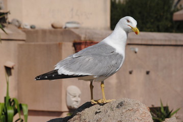 Mouette curieuse