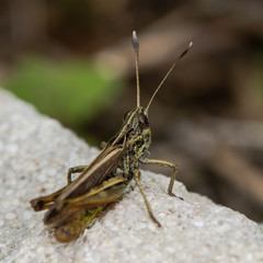 Obraz premium Rufous grasshopper (Gomphocerippus rufus). A grasshopper in the family Acrididae, showing distinctive clubbed antennae with white tips 