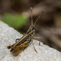 Rufous grasshopper (Gomphocerippus rufus). A grasshopper in the family Acrididae, showing distinctive clubbed antennae with white tips
