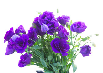 bouquet  of  violet eustoma flowers