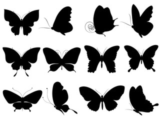 butterflies design
