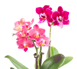 Naklejka na ściany i meble Fresh pink orchid in pot