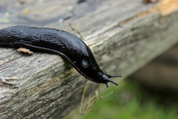 Schwarze Nacktschnecke vor dem Abgrund  © isel69
