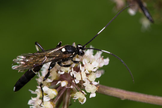 Achaius oratorius ichneumon wasp. A strikingly marked Ichneumonid (family Ichneumonidae), and a parasitoid of Lepidoptera
