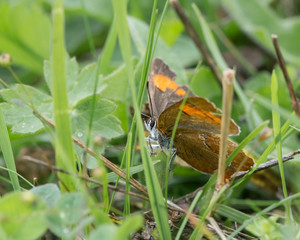 Brown hairstreak (Theca betulae) on grass. An extremely elusive and rare butterfly photographed amongst grass, with wings open
