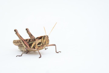 Differential Grasshopper