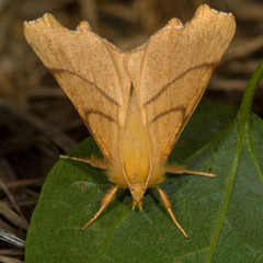 Obraz premium September thorn moth (Ennomos erosaria). A moth in the family Geometridae showing diagnostic markings on wings 