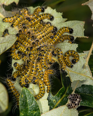 Buff-tip moth (Phalera bucephala) mid-instar caterpillars. Larvae in the family Notodontidae feeding gregariously on turkey oak (Quercus cerris)

