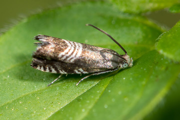 Grapholita compositella micro moth. A small but boldly marked tortrix moth
