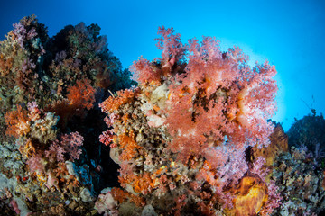 Fototapeta na wymiar Soft Corals and Indonesian Reef