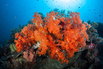 Fototapeta na wymiar Brilliant Orange Soft Corals