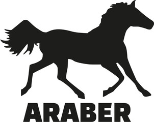 Arabian horse with german name