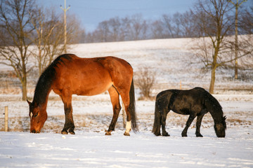 Rural scene with two horses in snow on a cold winter day.