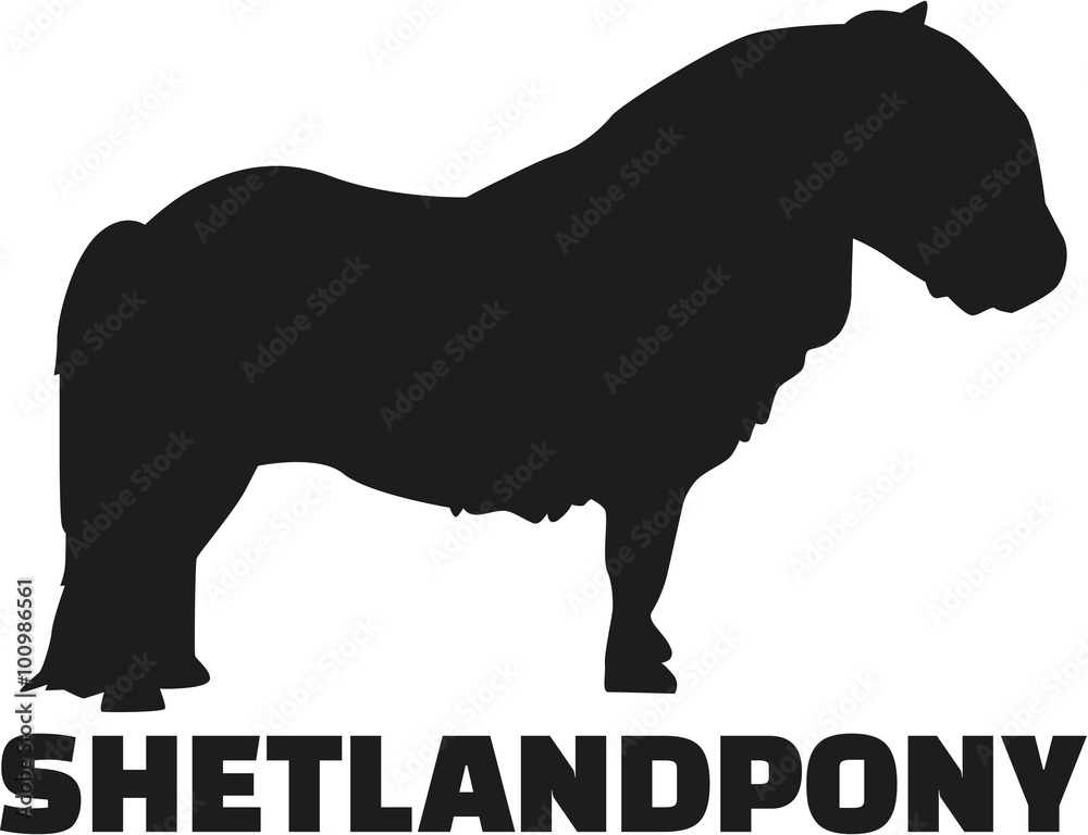 Wall mural Shetland pony