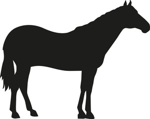 Quarter Horse silhouette