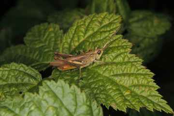 Common field grasshopper (Chorthippus brunneus)