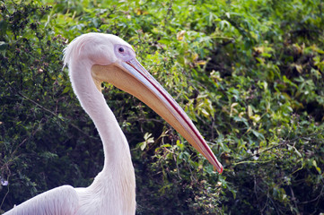 Pink-backed pelican