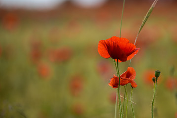 Obraz premium blossom of Poppy Flower