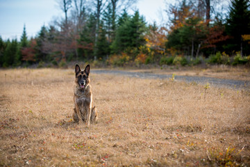 German Shepherd dog sitting down in a field