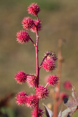 The castor oil plant