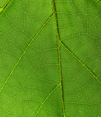 Green leaves background