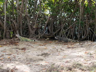 Two Iguanas Hiding near the Beach in St. Croix