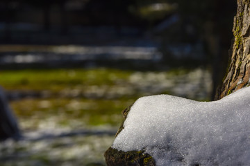 Snow on tree close up