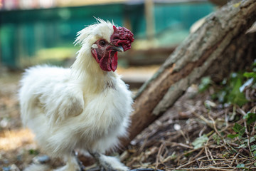 Exotic chicken or rooster on a farm